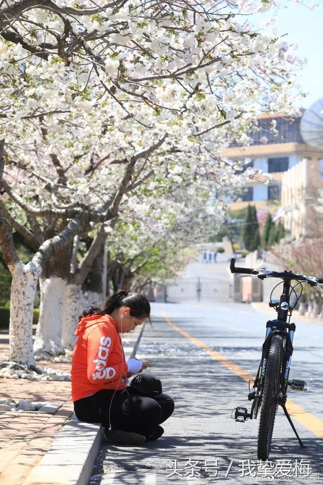 大连的春天有千百种,其中最美的一种叫旅顺樱