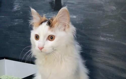怎么选猫崽 t013519dcdae78f066f.jpg