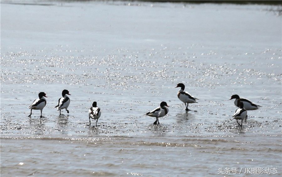 黑嘴鸥、翘鼻麻鸭在辽河绿水湾风景区栖息享受初夏暖阳