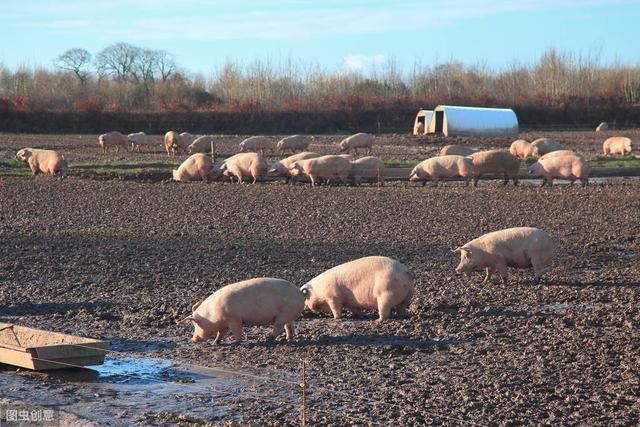 2019年4月29日生猪价格行情;有猪在手,才能天