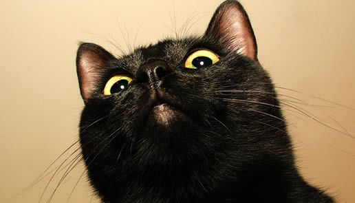 养猫的诡异禁忌黑猫:养猫的人注意了
