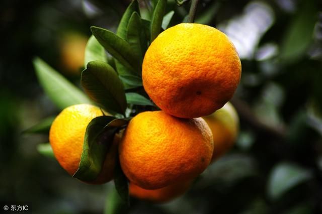 杰哥观市:2018年4月柑橘市场行情及价格走势