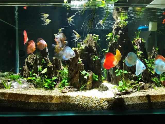 草缸造景:全自动运作,懒人鱼缸