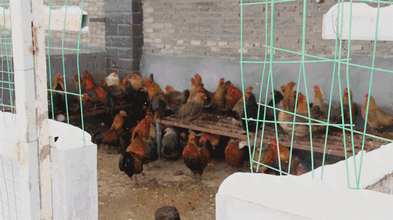 鸡鹅成群还有自家养殖的猪羊在庄园的后院,看得见的肉品保证