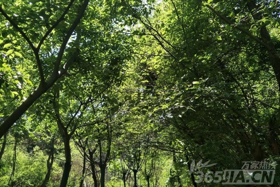 2018年母亲节合肥周边免费旅游景点推荐 适合5月游玩的八大景点推