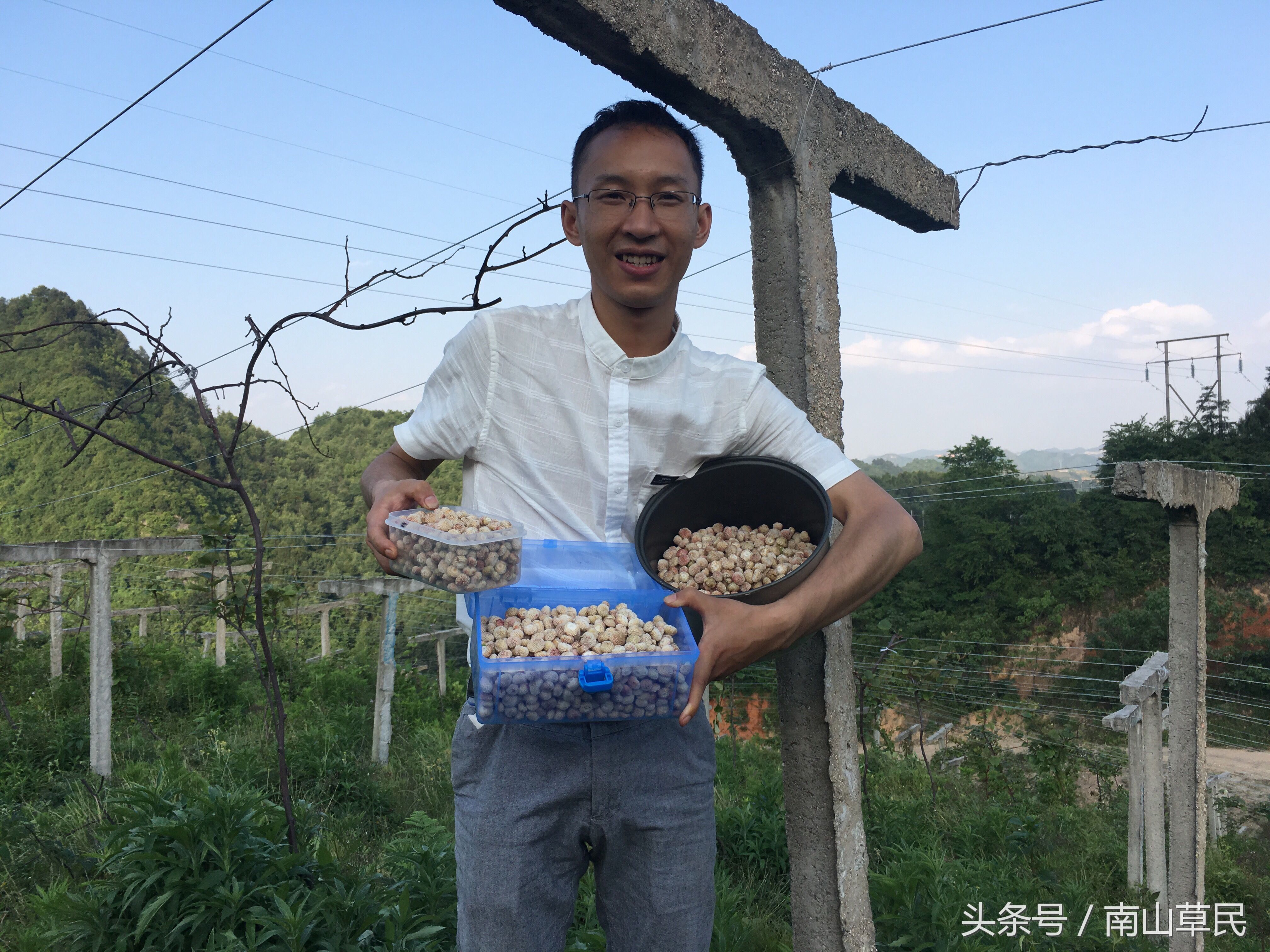 你们那里叫什么?我们这儿叫白地萌，农村的山上现在非常的多