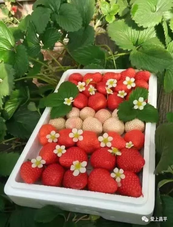 收藏!2019昌平赏花日历来了,美到窒息!接下来