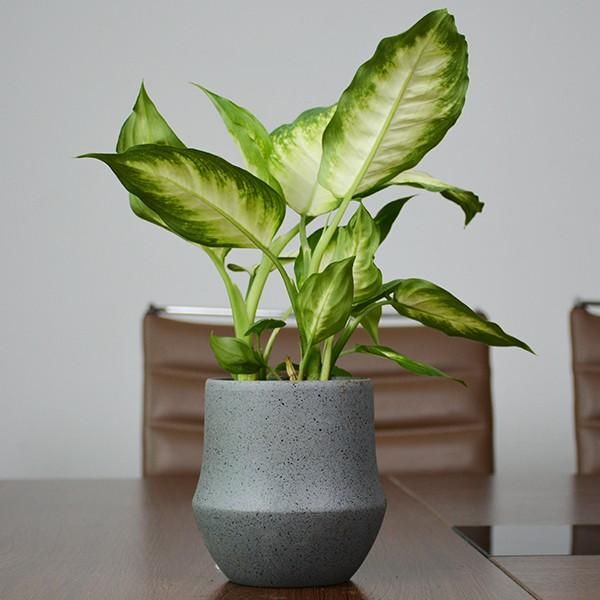 粉黛万年青的养护方法,冬天要控制浇水!