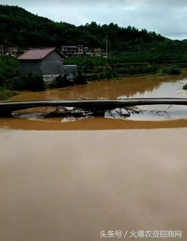 两广狂风暴雨，柑橘树泡水、甜玉米全倒！未来十天，南方仍有强降