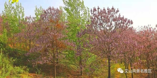 苏北最大艾山梧桐树林：花开正艳丽，赏花正当时
