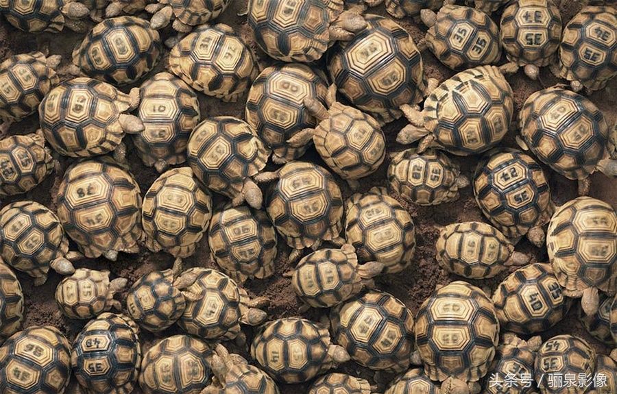 Tim Flach:唤起怜悯之心 充满人性的动物肖像