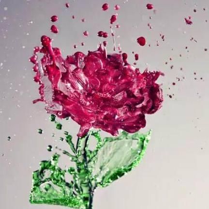 心理测试:选1朵你最喜欢的花,测你会留给别人什么样的第一印象