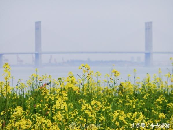 好多泉州人都挤着去的这片油菜花田，你还没去看？