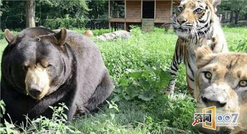 肉食动物经典脱口秀段子,肉食动物经典脱口秀段子视频