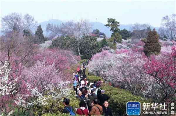 花开满园深浅色 春意正浓时