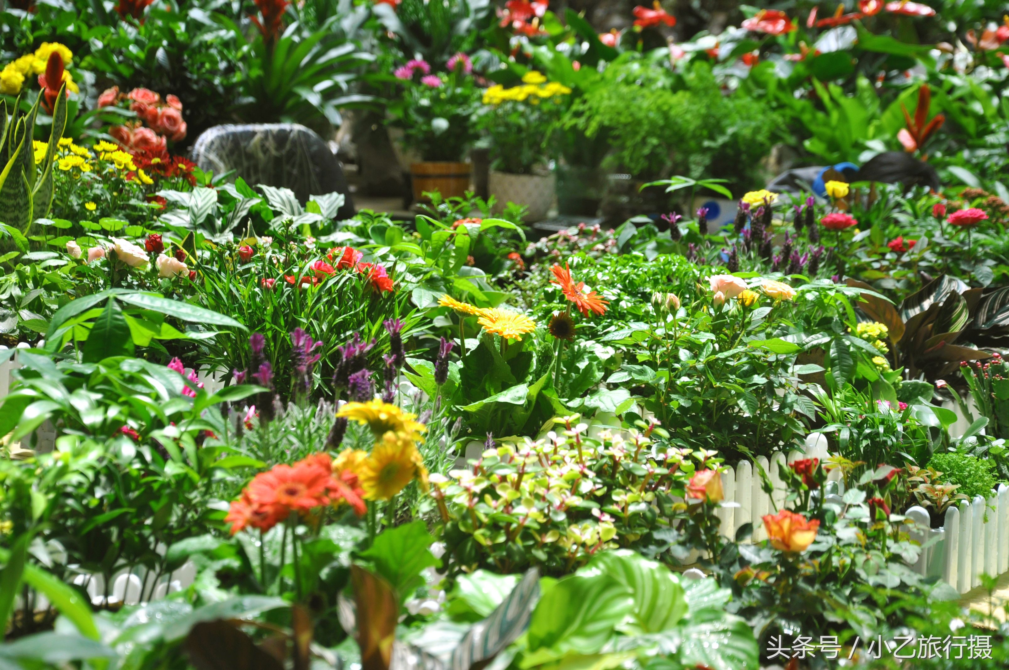 实拍中国最大的鲜切花交易市场,鲜花、盆栽种