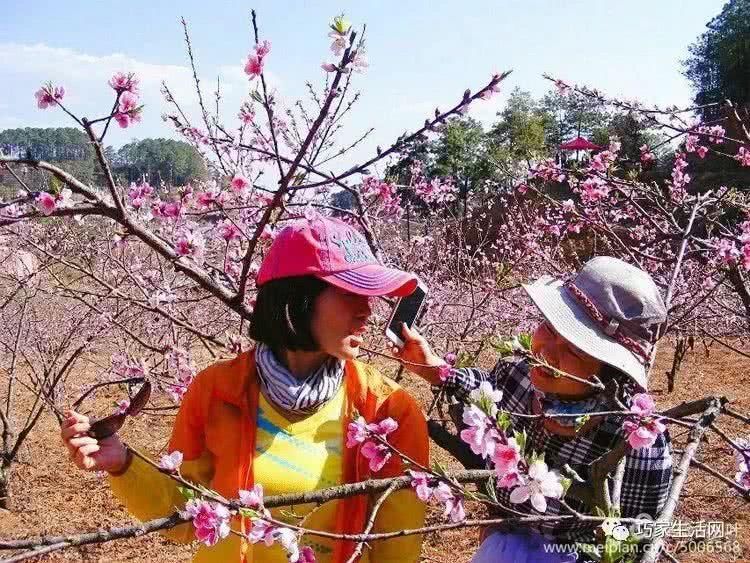 不负春光，不负自己！从巧家出发，赴一路花香！