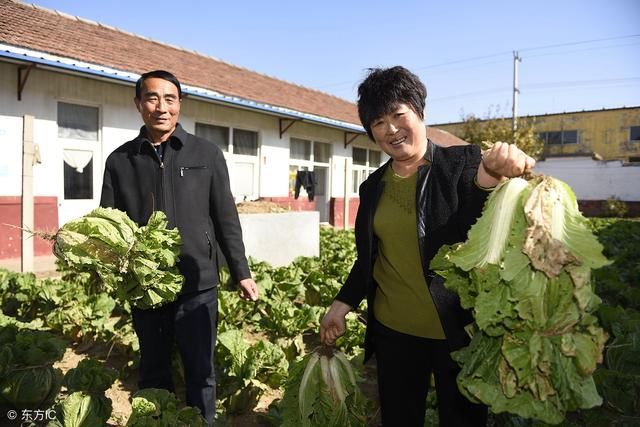 为什么越来越多种农村植户都放弃种植了，老农分析得很合理！