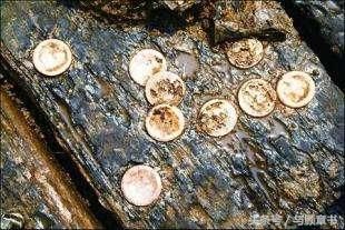 长沙出现神秘古墓，黄肠题凑规格远超马王堆汉墓！