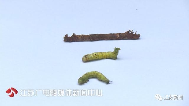 十几年未遇！大批“吊死鬼”出没紫金山……看到这种白烟请避让