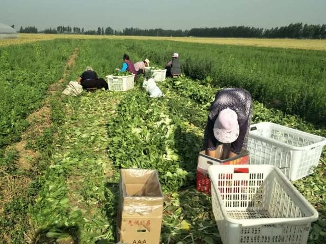 农村老人起早贪黑挖油菜，只为赚点零花钱