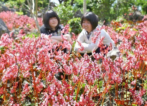 染上南国的粉：冲绳、伊豆岛风味的海棠花迎来观赏期