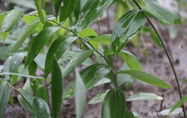 这种药材，被挖掘面临枯竭，农村很多人抢着种植，一亩能赚5万元