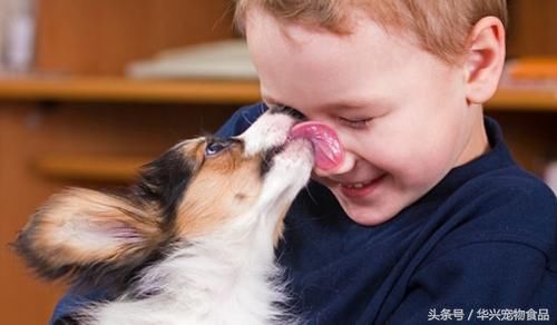 宠物狗为什么喜欢舔主人,是为了表达爱意?还是