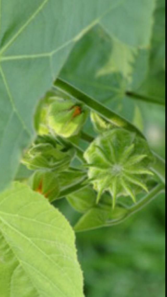 苘麻子的功效与作用