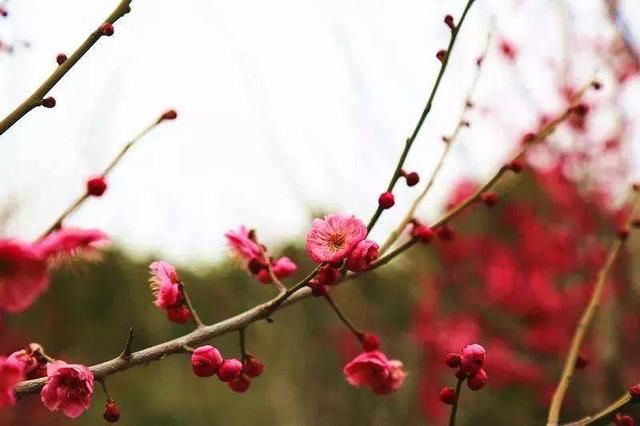 花落红叶飞简谱_少司命万叶飞花(2)