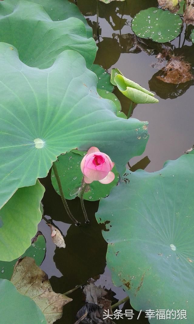 游览深圳美景《洪湖公园》