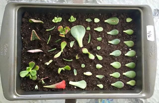 这些叶子肥厚的多肉植物可以直接扦插繁殖,叶