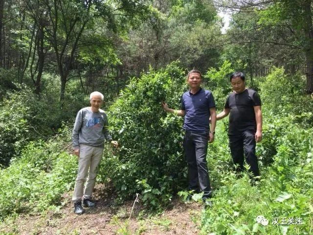 汉中鲜有人知的神秘地域野茶岭，你来过吗？