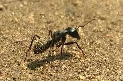 因为环境污染的变异巨型蚂蚁:世界上最凶猛的蚂蚁
