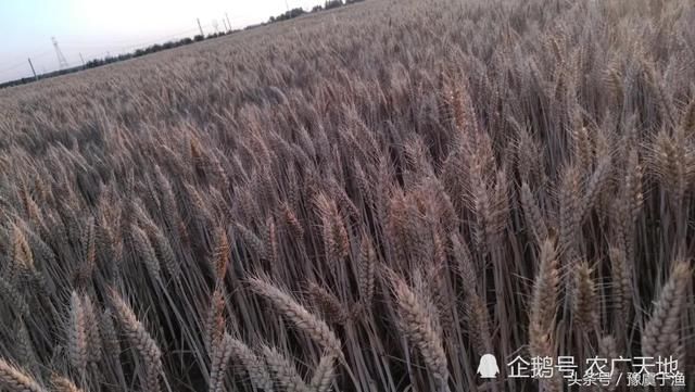 强降雨导致叶县大面积小麦发芽