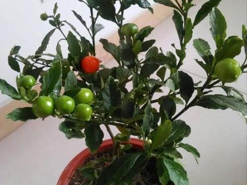 珊瑚樱的培养方法都有多少人知道,赶紧养一盆