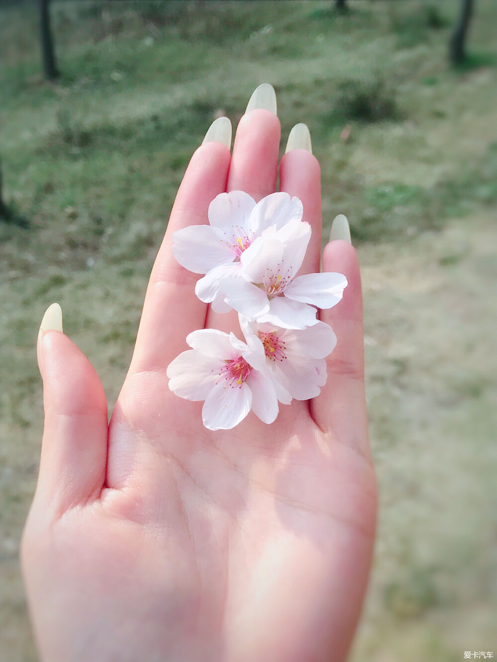 【春之彩】又是一年樱花烂漫时