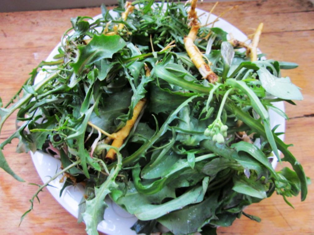 必备良药,农村到处都是的野菜,男人女人吃了都