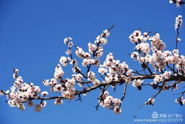 春天来了，一起去留坝太子岭看花吧！