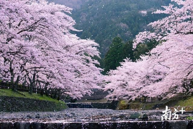 日本哪里的樱花最美?这份赏樱指南收好不谢!