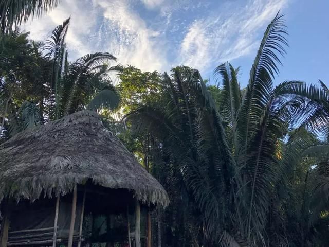 在亚马逊雨林，聆听地球呼吸的声音