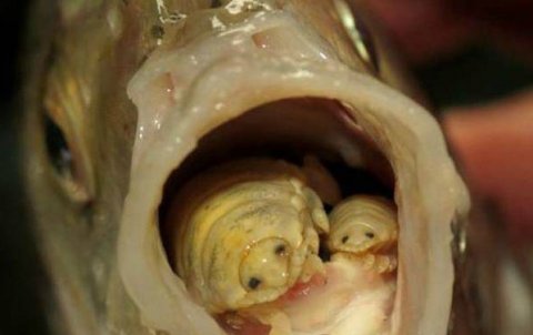 怪异的食舌虫缩头鱼虱 会不会对人体发生危害