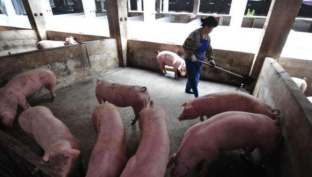 农村生猪养殖新政策