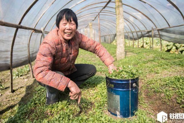 野菜住进大棚卖得比肉还要贵 现在吃正好