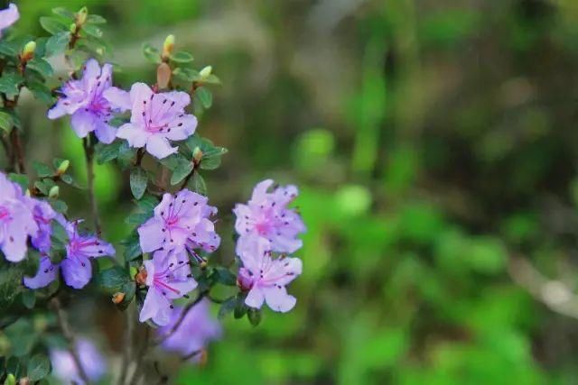 春日花事高山杜鹃开了，趁着花期来四姑娘山收获诗与远方吧