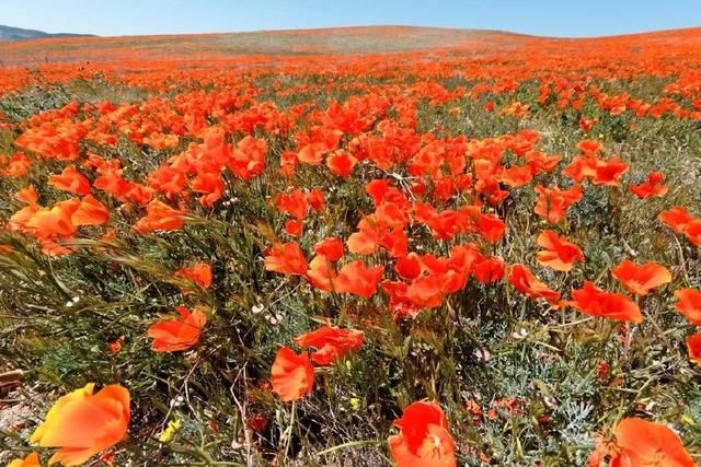 你没想到的，加州春季最美的景点，居然免费！