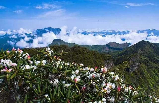 三月花开正艳,宜昌各地踏青赏花活动异彩纷呈