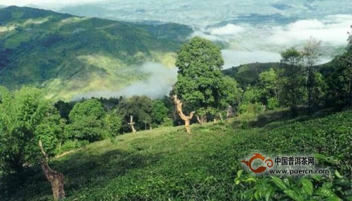 认识最全古茶山分分钟成普洱茶行家