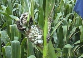 在乡下掰玉米时，田里这些“坏玉米”不要随手扔掉!