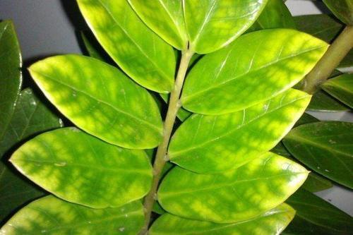 金钱树这样养,叶子有光泽,从此不发黑!